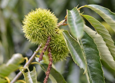 The 3 Foragers: Foraging for Wild, Natural, Organic Food: Chestnut ...