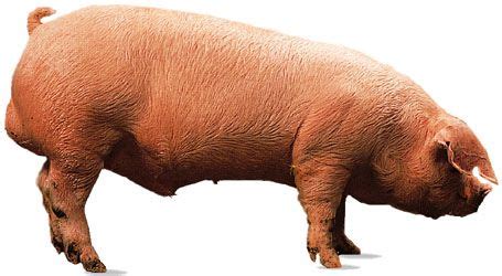 Landrace | breed of pig | Britannica