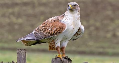 Ferruginous Hawk Identification, All About Birds, Cornell Lab of ...