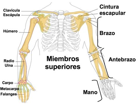 LICEO LOS ÁNGELES : SISTEMA ÓSEO (continuación) - Ciencias naturales 4°