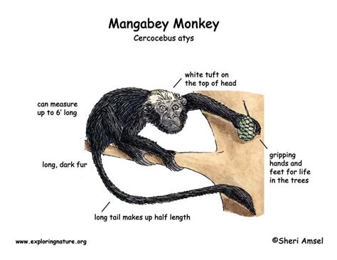 Monkey (Mangabey) -- Exploring Nature Educational Resource