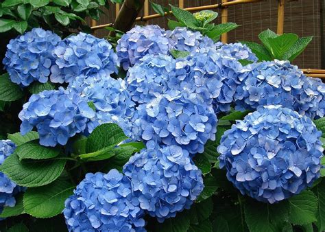 Pruning Hydrangea Varieties | Hydrangea Care Tips | The Old Farmer's ...