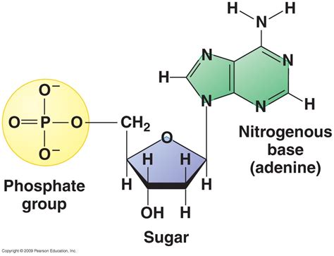 What Are The Three Basic Parts Of Every Nucleotide at Ida Hewlett blog