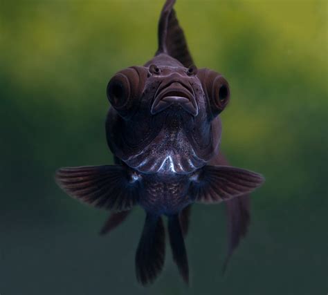 Top Three Black Goldfish Types - Your Aquarium Place