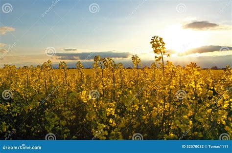 Canola Yellow field stock photo. Image of cole, farming - 32070032