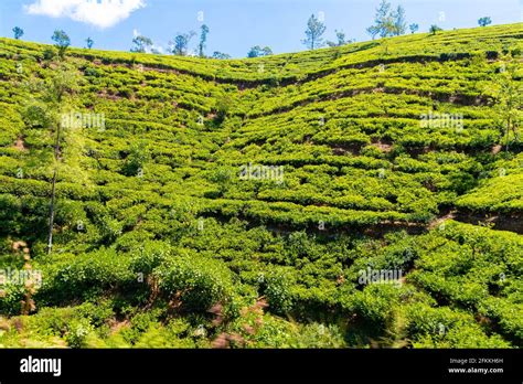 Nuwara Eliya tea fields of Sri Lanka Stock Photo - Alamy