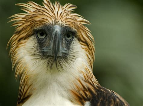 New map boosts Philippine eagle population estimate, but highlights threats