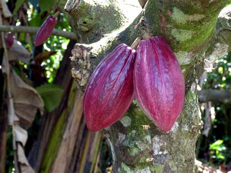 Growing Cocoa tree | Cocoa plant | Health Benefits of Cocoa | Cocoa ...