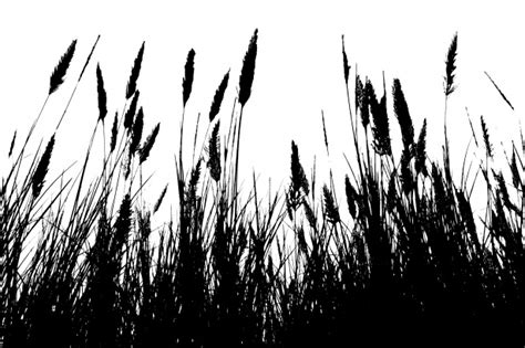 Grass Black Silhouette Free Stock Photo - Public Domain Pictures