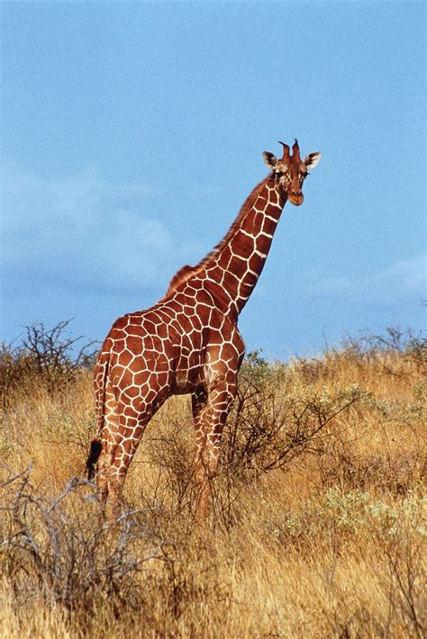 Giraffe | Facts, Information, Habitat, Species, & Lifespan | Britannica