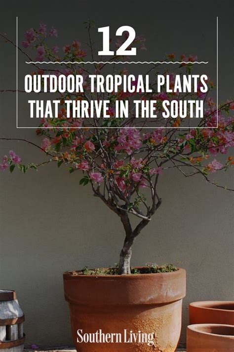 27 Outdoor Tropical Plants That Thrive In The South | Tropical garden ...