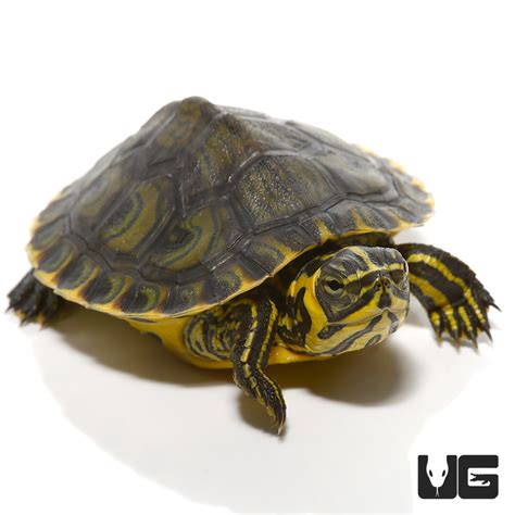 Baby Yellowbelly Slider Turtle - UGR Wholesale