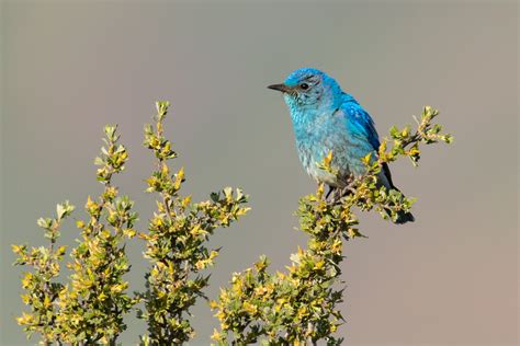 Female Mountain Bluebird Flying