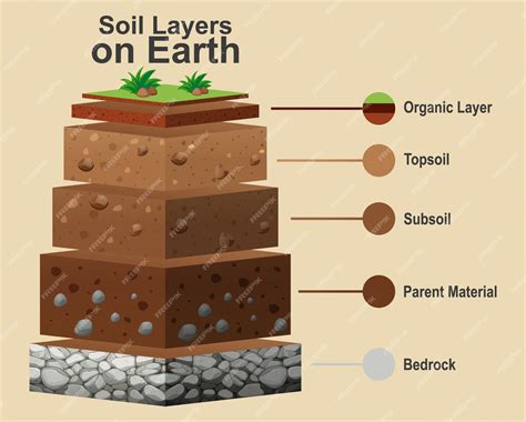 Free Vector | Diagram showing different layers of soil