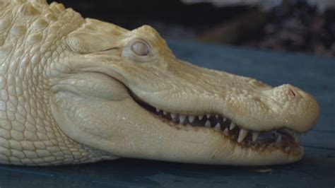 Albino gator Pearl stars at Gatorland | wtsp.com