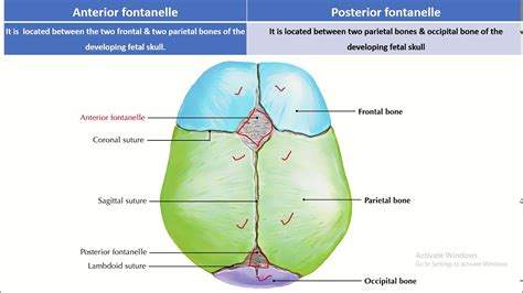 Fontanelle Facts: What You Need to Know about Anterior and Posterior ...