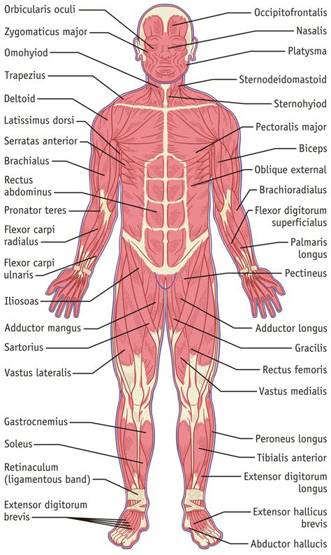 Muscular System, Front - Hilmers Studios