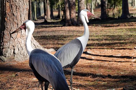 Wattled Crane - White Oak Conservation