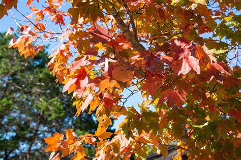 Lost Maples Texas Bigtooth Maple Leaves Photograph by JG Thompson ...