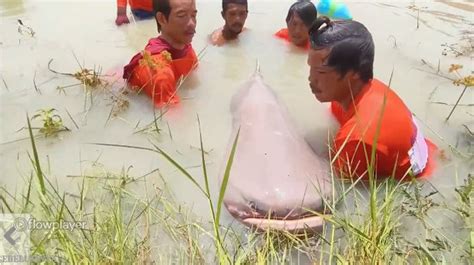 Ikan Lele Raksasa Tertangkap, Ukurannya Seberat Sapi Kurban