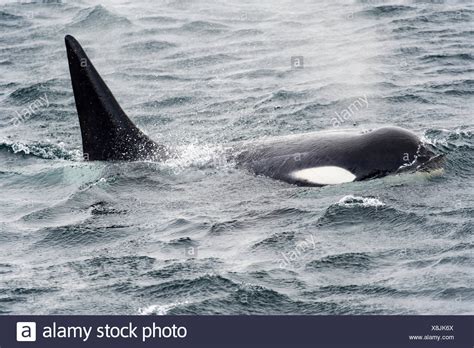 Killer Whale Hunting Stock Photos & Killer Whale Hunting Stock Images ...