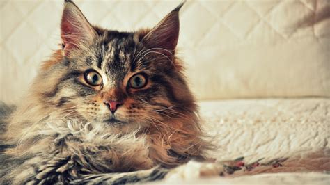 wallpaper cat, maine coon, fluffy HD : Widescreen : High Definition ...