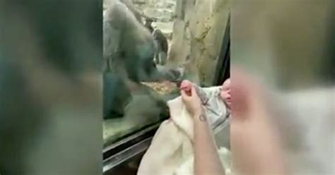 Baby And Gorilla Go Viral After They Share A Special Connection At Zoo