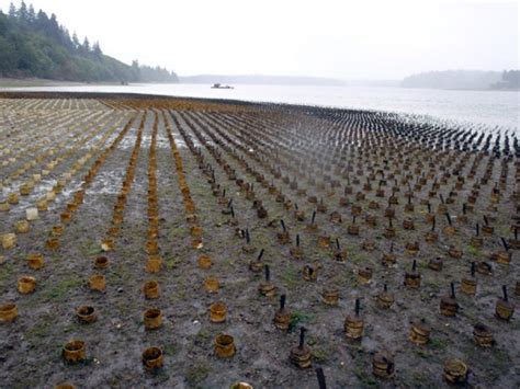 Geoduck farming in Puget Sound: a brief history | Key Peninsula News