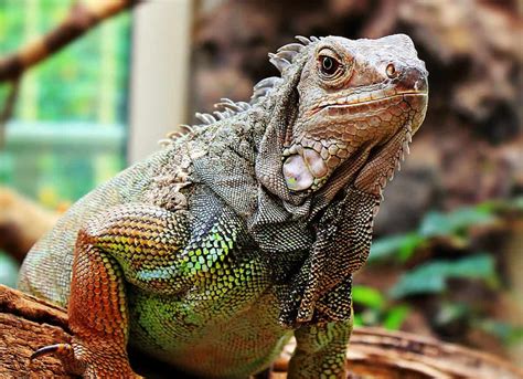 Free picture: animal, lizard, reptile, wildlife, iguana, colorful, skin