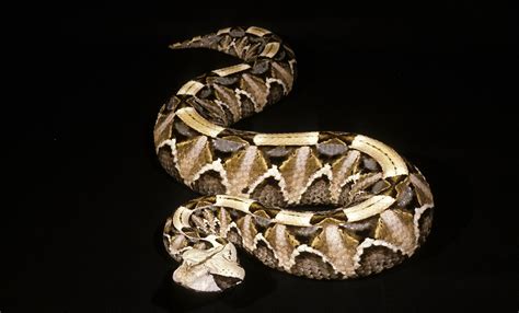 Gaboon viper | Smithsonian's National Zoo