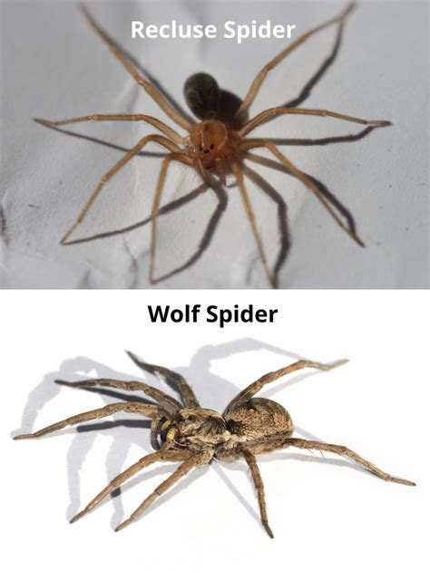 Wolf Spider Identification Chart