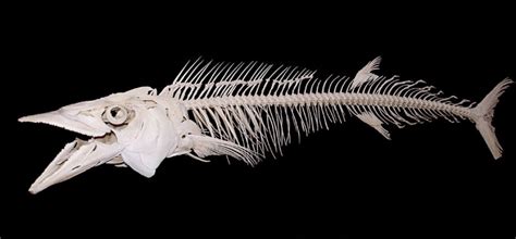 Fish Skeleton Labeled