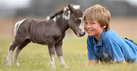 Dwarf Miniature Horses