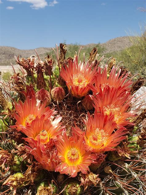 Barrel cactus - fruit for the lean months ahead