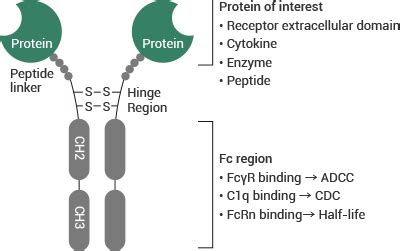 Fc Fusion Protein Review | Sino Biological