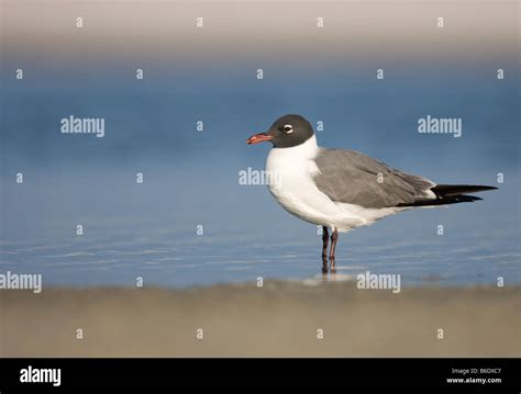 Laughing Gull in breeding plumage Stock Photo - Alamy