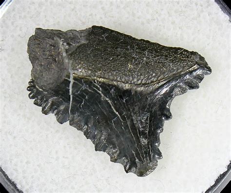 Bizarre Edestus Shark Tooth - Illinois (#18687) For Sale - FossilEra.com