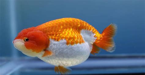 Goldfish Breeding: Thorough Guidance for Successful Reproduction ...