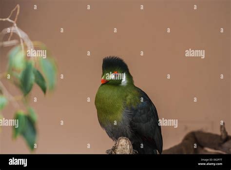 Tuft of hair Stock Photo - Alamy