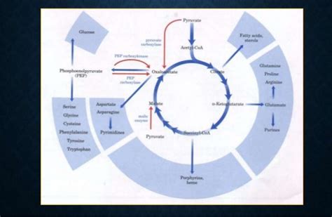 TCA Cycle