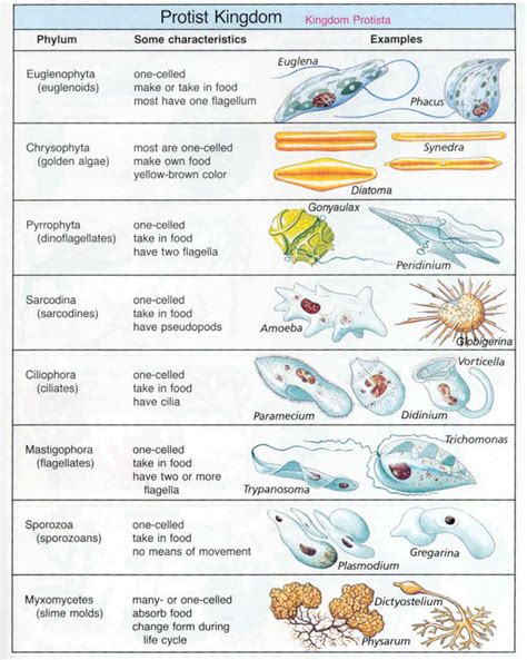 Protists - Paramecium