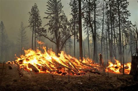 When Oak Fire Engulfs Darrah - Rediff.com India News