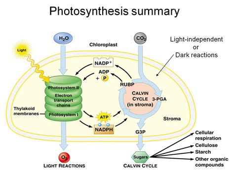 Will stopping the light-dependent phase of photosynthesis affect the ...