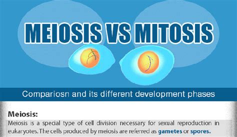 Binary Fission vs Mitosis - HRF