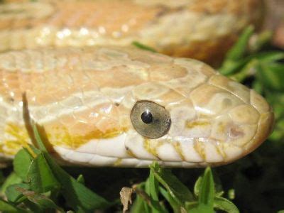 Amber Cornsnake - Ians Vivarium