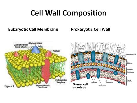 Prokaryotic Cell Wall Structure