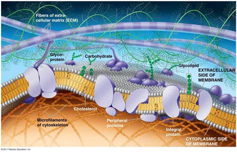 Purpose of cell membrane