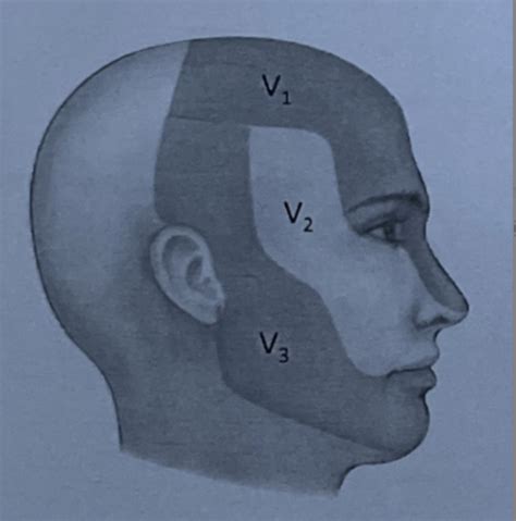 10) Cranial nerves and cranial nerve damage Flashcards | Quizlet