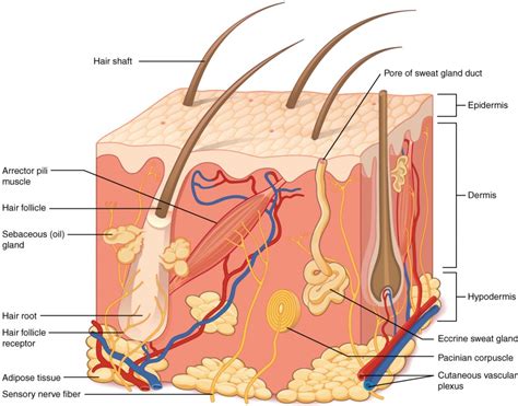 Layers of the Skin | Anatomy and Physiology