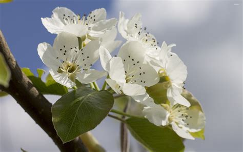 Pear tree blossoms wallpaper - Flower wallpapers - #42022